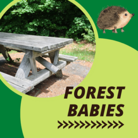 Forest Friends & Toddlers
